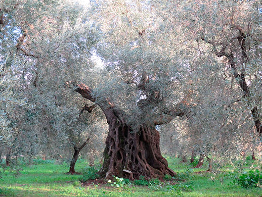 olive tree Olive tree in Villa Castelli (Brindisi), Apulia, Italy