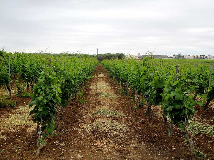 Vineyard Vineyard, Apulia, Italy